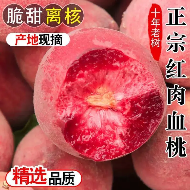 【果园直采】正宗老树血桃新鲜应季水果脆甜多汁红心血桃