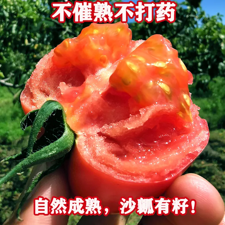 正宗四川攀枝花米易露天番茄新鲜沙瓤西红柿自然成熟现摘包邮