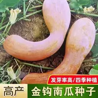 【满五包包邮】金钩南瓜种子黄狼密本吊瓜种四季种植易种春季耐寒播