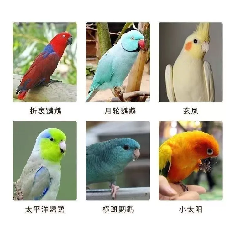 鸟类通用小太阳鹦鹉奶粉易冲泡鹦鹉幼鸟奶粉灰鹦鹉金刚雏鸟奶粉