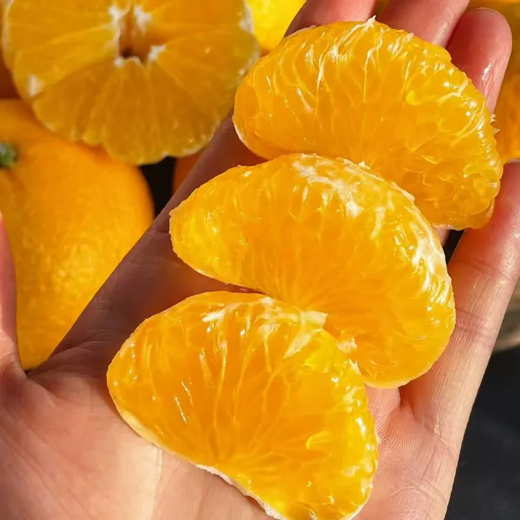 福建桔柚、稀有品种橘子嫁接柚子、一种水果两个口味