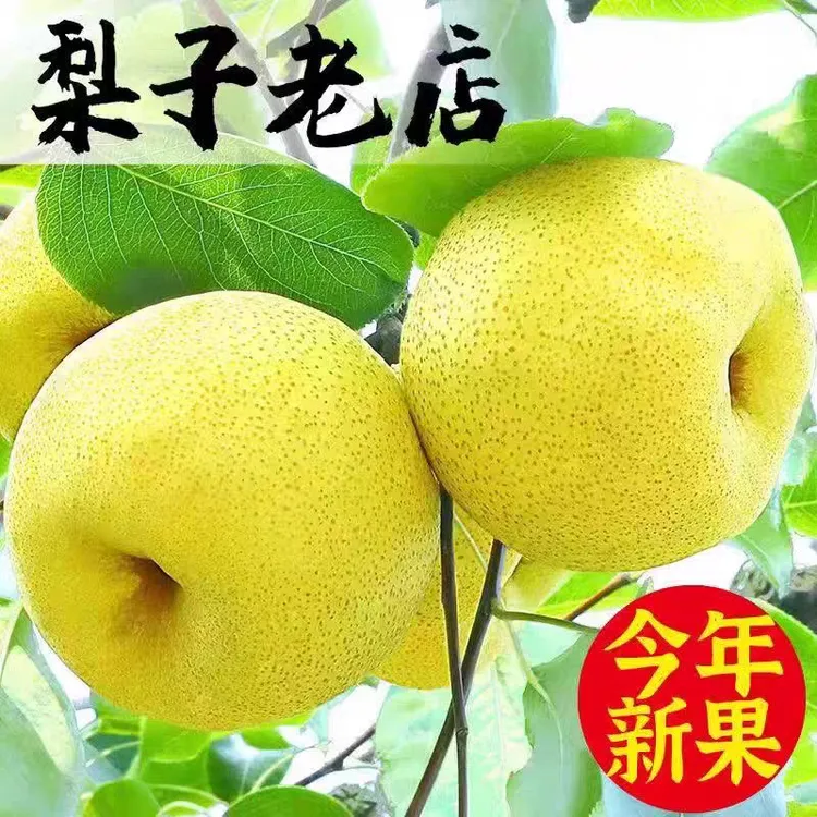 正宗砀山酥梨现摘现发脆甜爆汁多汁新鲜水果孕妇宝宝新鲜应季水果