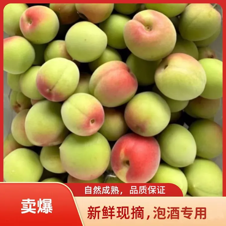 诏安青梅批发新鲜小白梅水果泡酒新鲜梅子鲜果当季新鲜水果产地