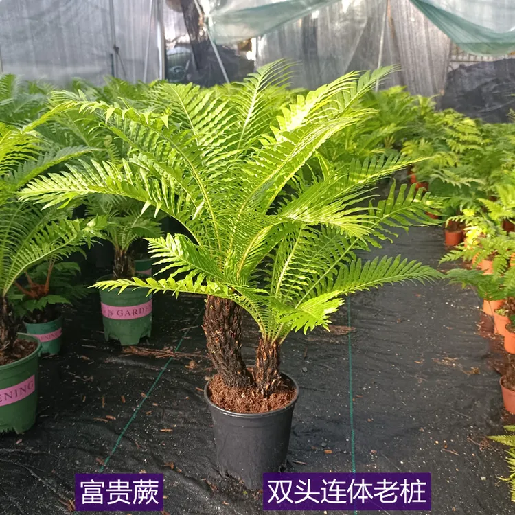 富贵蕨老桩连体多头桩四季常青室内绿植盆栽办公室客厅绿植盆景