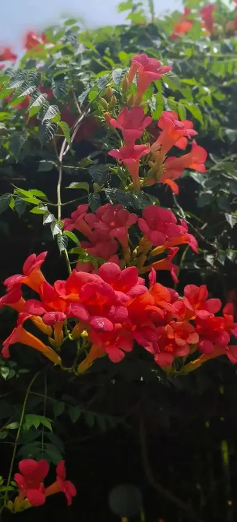 耐寒凌霄花苗爬藤植物四季好养花卉绿植盆栽庭院阳台红凌霄花爬藤