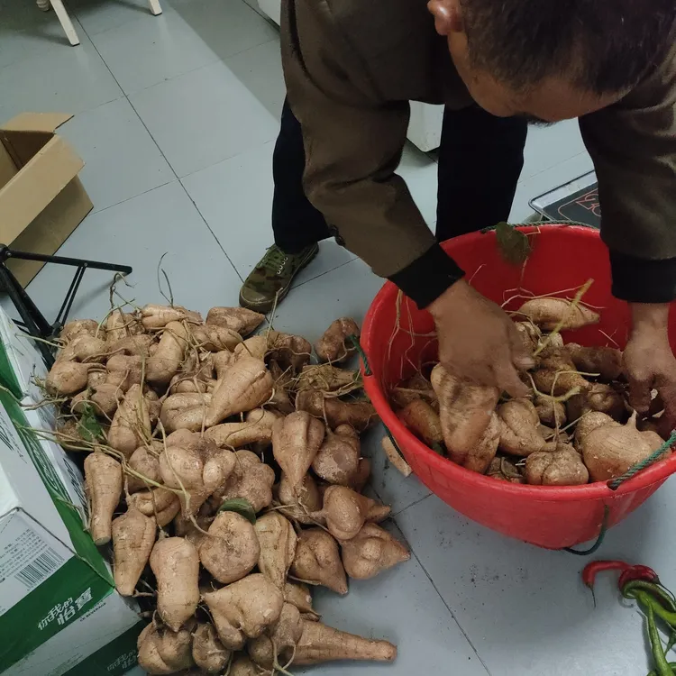 乡里面的凉薯不打药青椒新鲜批发黄瓜新鲜现摘现发