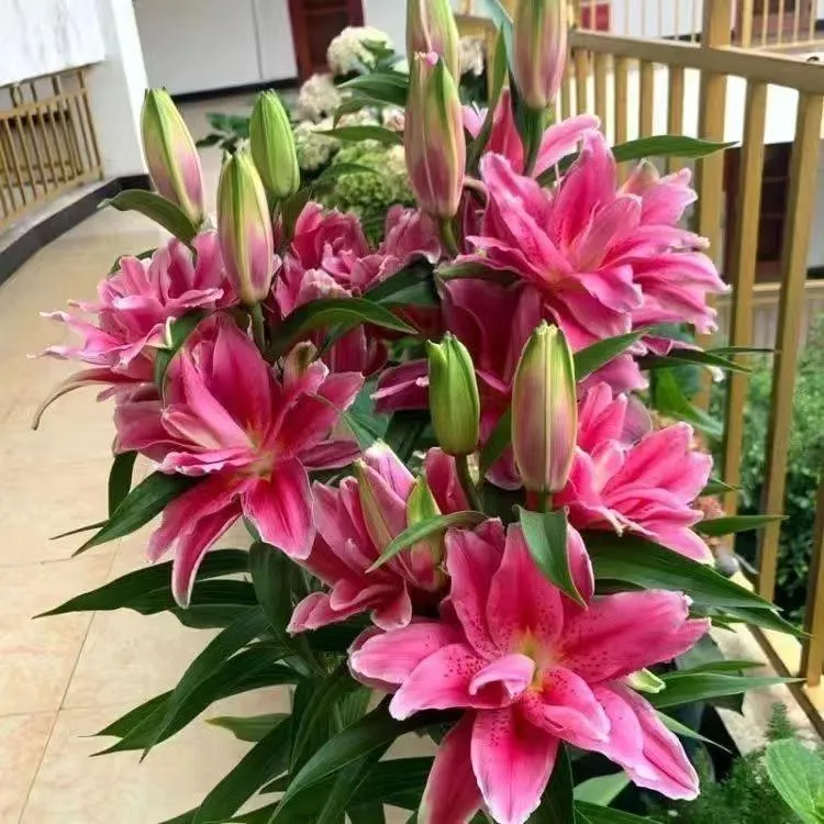 进口带芽香水百合种球浓香型花卉重瓣耐寒耐热室内外庭院阳台种植商品图