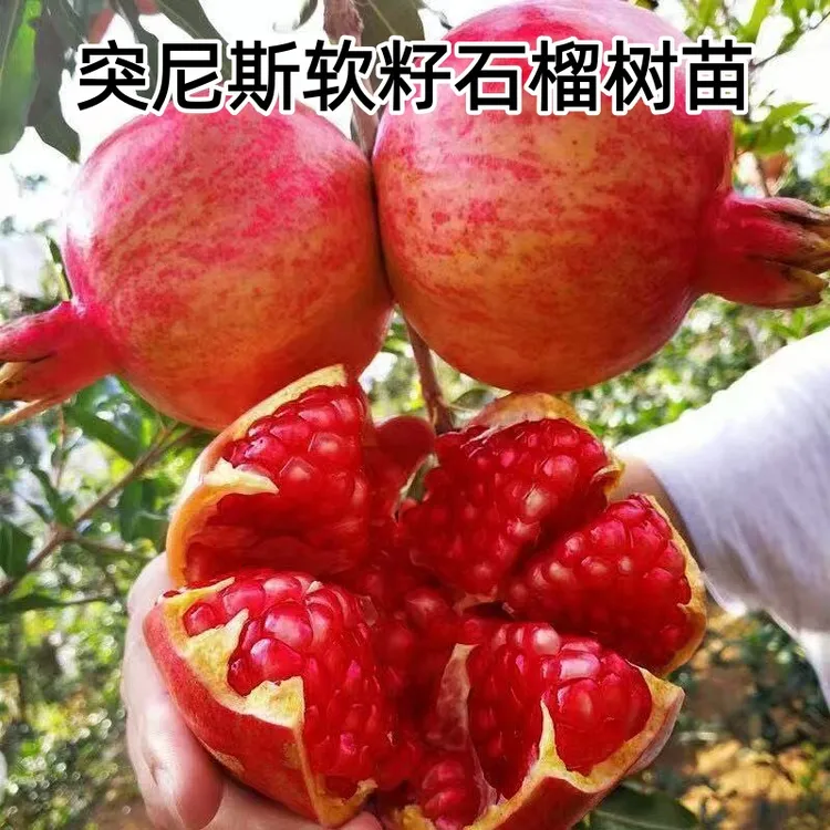 嫁接突尼斯软籽石榴果树苗地栽盆栽大红袍石榴树苗黑玛瑙石榴树苗
