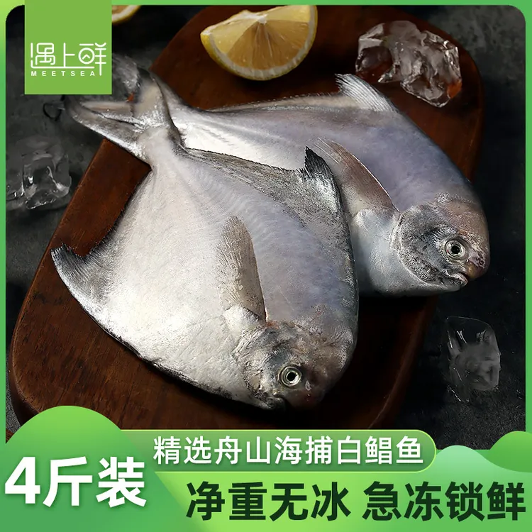 遇上鲜舟山海捕白鲳鱼 鲜活速冻 深海渔场 清蒸肉质美味 5条/1斤