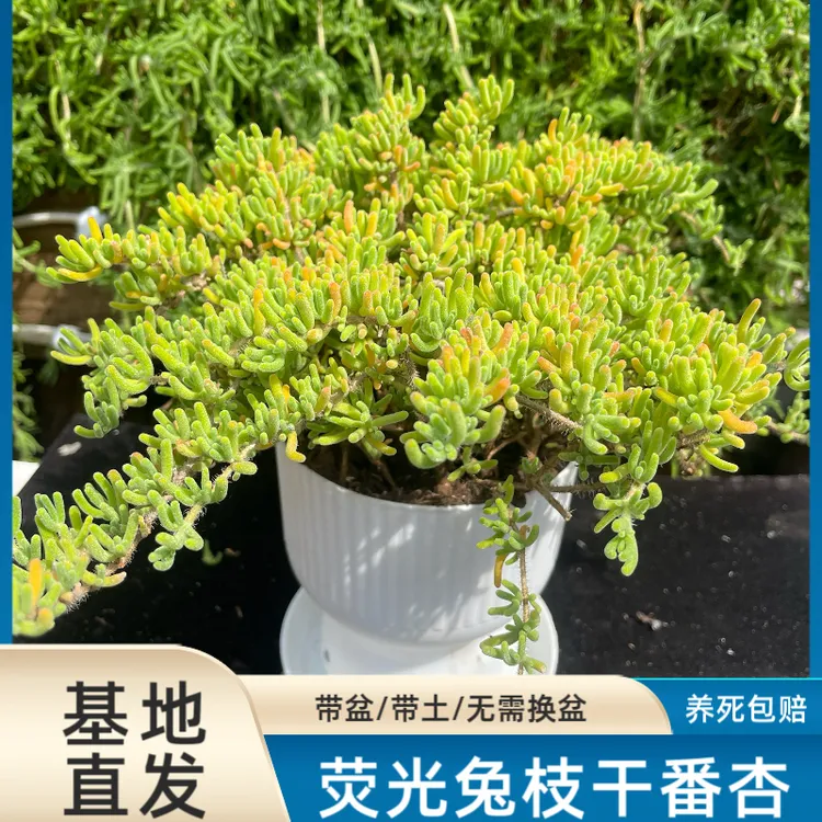 荧光兔耳枝干番杏送全新罗马盆和底座适合新手养护