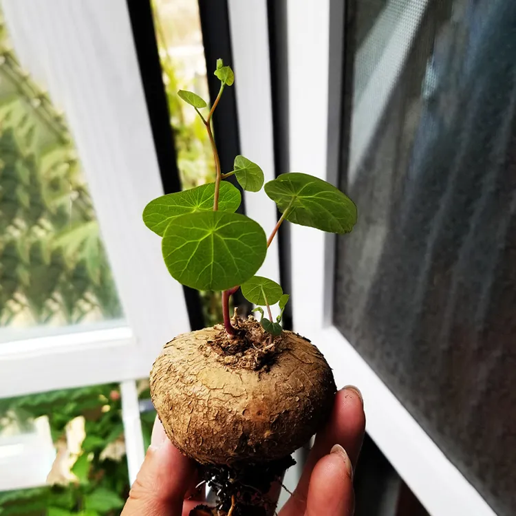红藤圆叶山乌龟植物根块盆栽水培绿植室内桌面盆景庭院爬藤背景墙