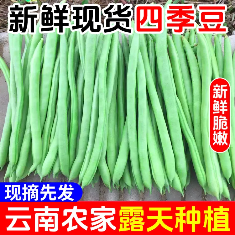 【DJ】现摘云南露天四季豆农家种植豆角非无筋豆新鲜时令应季蔬菜