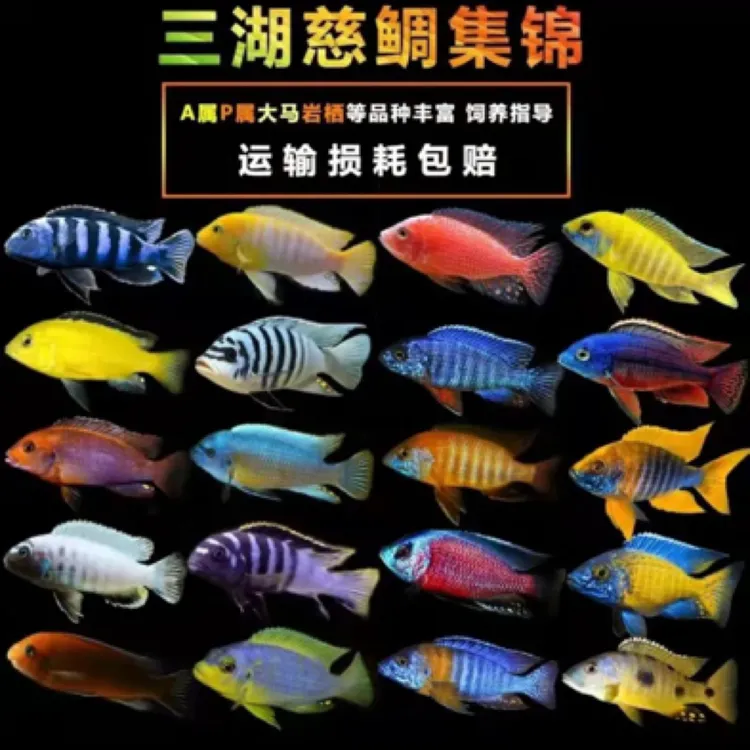 三湖慈鲷鱼缸观赏鱼淡水鱼耐活活体马鲷岩栖鱼合集金帆金鱼王子