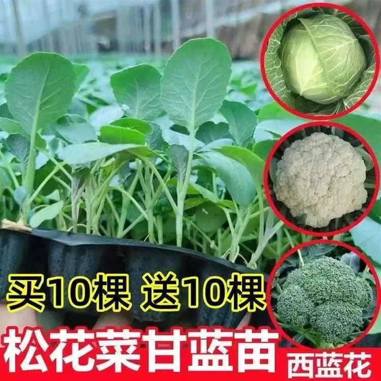 正宗松花菜秧苗西蓝花秧苗耐寒抗冻批发蔬菜秧苗种苗家用庭院阳台