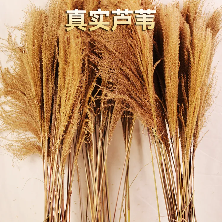 芦苇干花自然真干花芒草永生花束橱窗装饰摆件芦苇花拂尘花拍摄婚