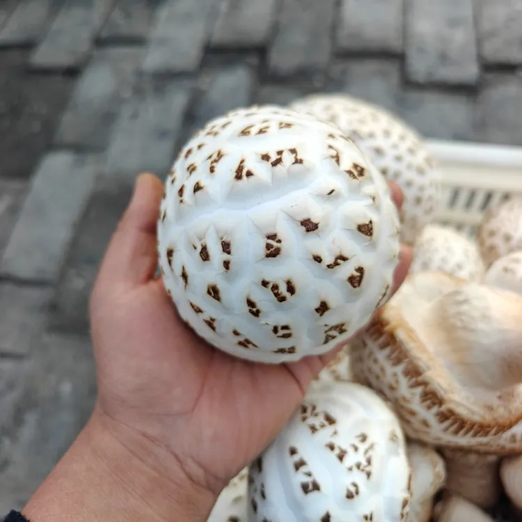 新鲜湿大花菇现摘现发正宗泌阳花菇头茬冬菇大菌菇湿花菇