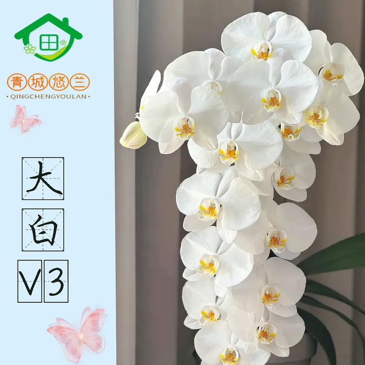 一物一拍蝴蝶兰盆栽带花苞耐寒好养室内乔迁送礼佳品