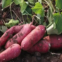 【安能助农】岳龙红瑶红薯5斤