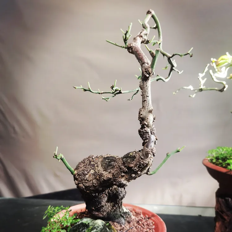 原生矮霸龙游老怪桩