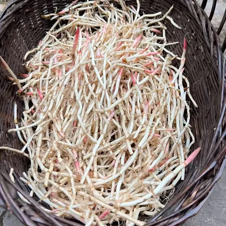 鱼腥草 折耳根农家自种新鲜嫩根可凉拌当季蔬菜洗净脆嫩新根农家