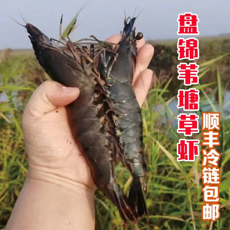 盘锦特产野生苇塘草虾黑虎虾大虾新鲜鲜活速冻海鲜水产老虎斑节虾