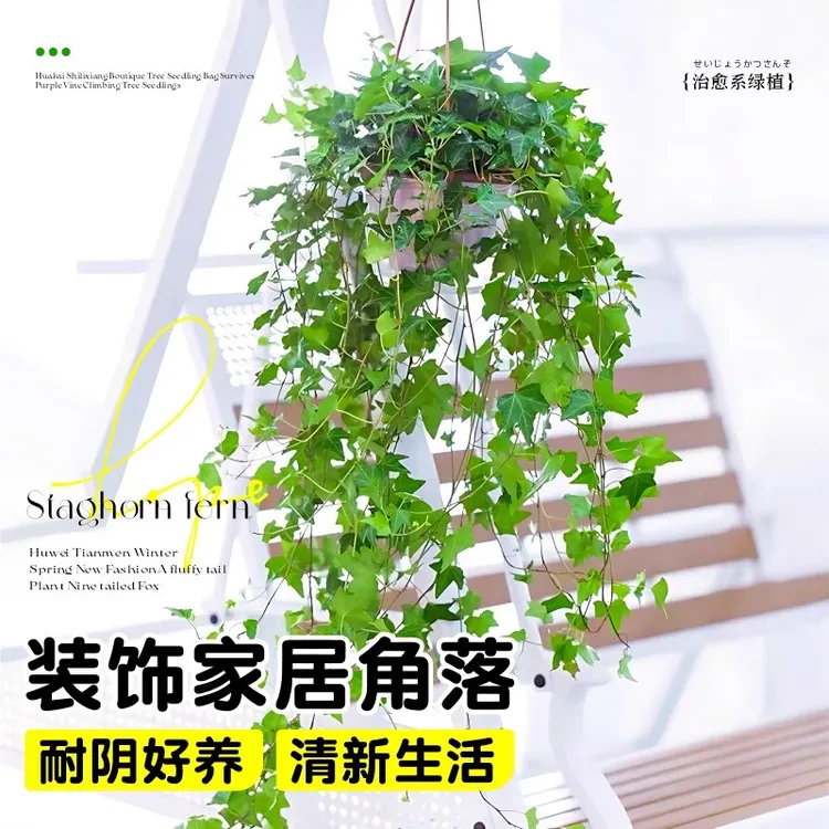 青叶常春藤绿植阳台庭院美观吸甲醛种植观叶鲜活长春藤盆栽长藤
