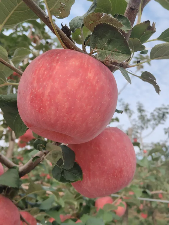 陕西铜川秦脆苹果新鲜脆甜多汁冰糖心当季水果（偏远地区不包邮）