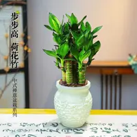 步步高荷花竹富贵竹水土培盆栽室内客厅净化空气吸甲醛植物文昌竹