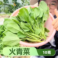 速生火青菜种子夏秋全国种植15天采收青菜种籽甄选甜脆品质生长快