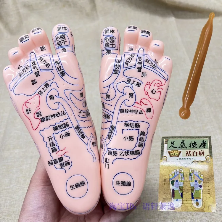 20cm大字超清晰足部按摩反射区软质穴位模型脚模按摩艾灸刻字足疗