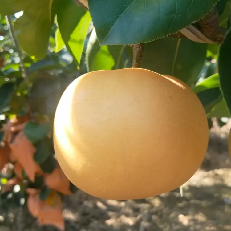 正宗山东莱阳秋月梨大果皮薄肉厚爆汁