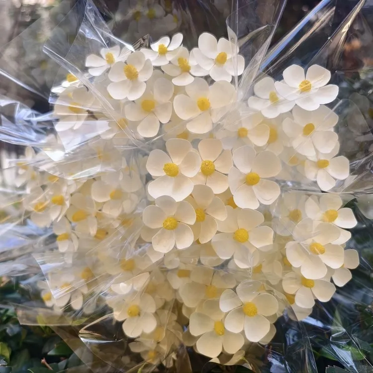 白色紫罗兰干花仿真摆件手工DIY爱的表达闺蜜母亲专属花材