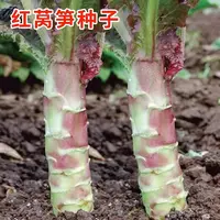 【全店满5元包邮】莴笋种子清香莴苣圆叶尖叶莴笋种籽庭院高产耐热