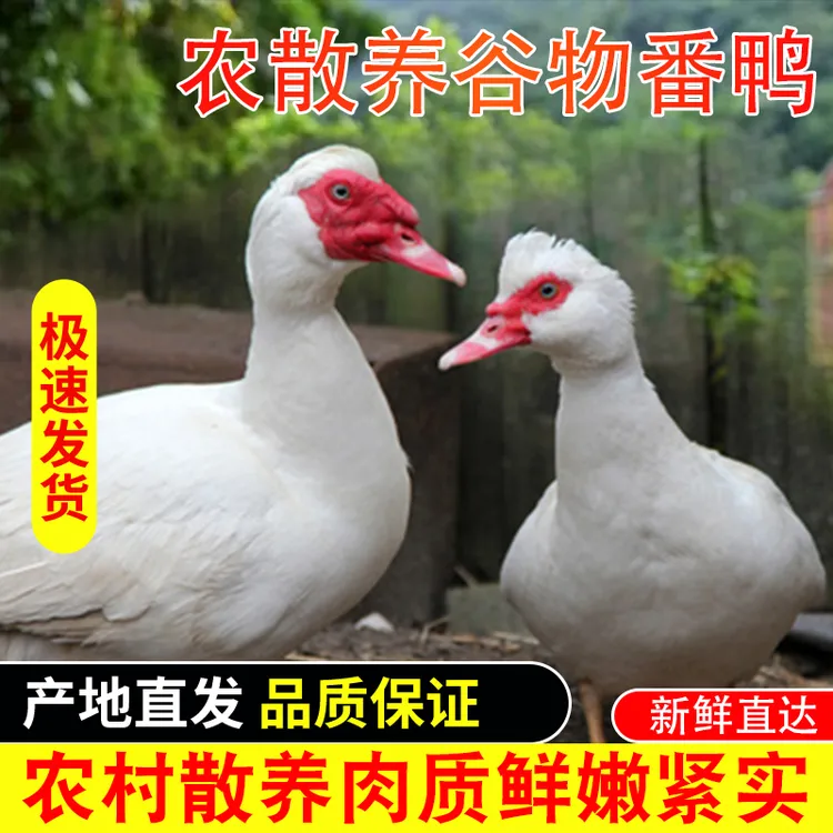 散养鸭子肉年份老鸭子肉非洲雁鸭整只鲜红嘴番鸭现杀新鲜顺丰包邮