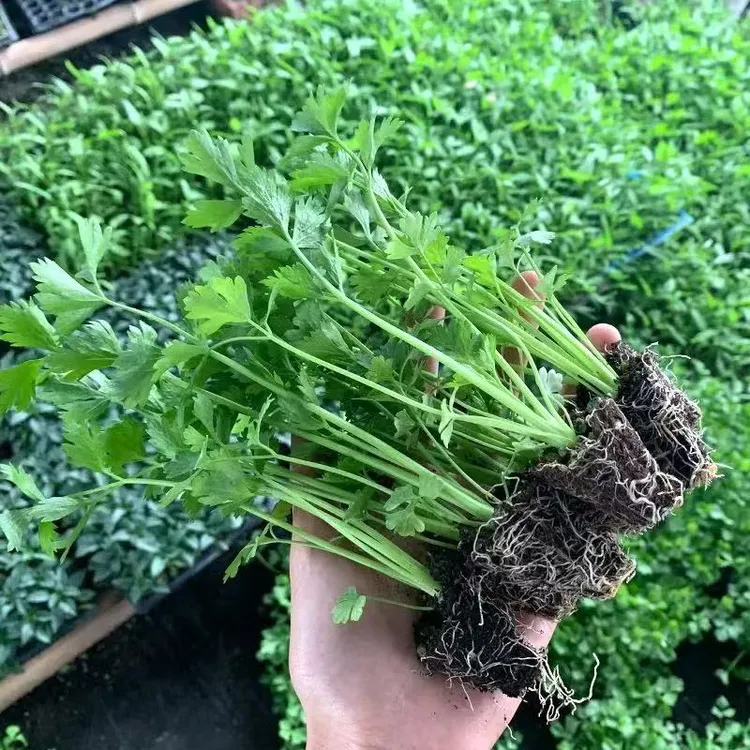 高产芹菜苗秧苗皇后西芹带土球秧苗小香芹批发秧苗秋冬现拔苗