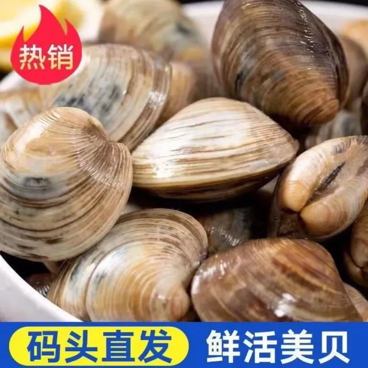 【顺丰包邮】鲜活肥美大蛤蜊美贝花蛤花甲包活包肥海鲜批发Z