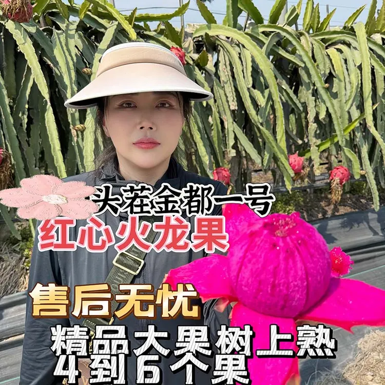 [慧姐姐优选]金都一号红心火龙果应季水果坏果包赔现采现发