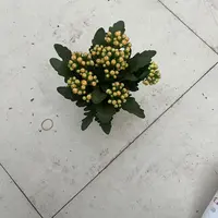 洛桑女神长寿盆栽