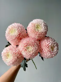 初恋牡丹菊---请接受会有轻微色差（实物直播间展示为准）