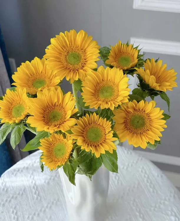 绿心向日葵3枝（收到及时醒花）