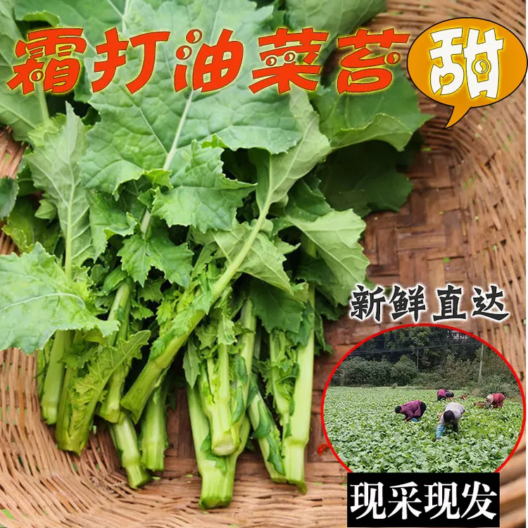 四川特产霜打油菜苔时令蔬菜新鲜青菜苔清甜可口农家自种现摘现发