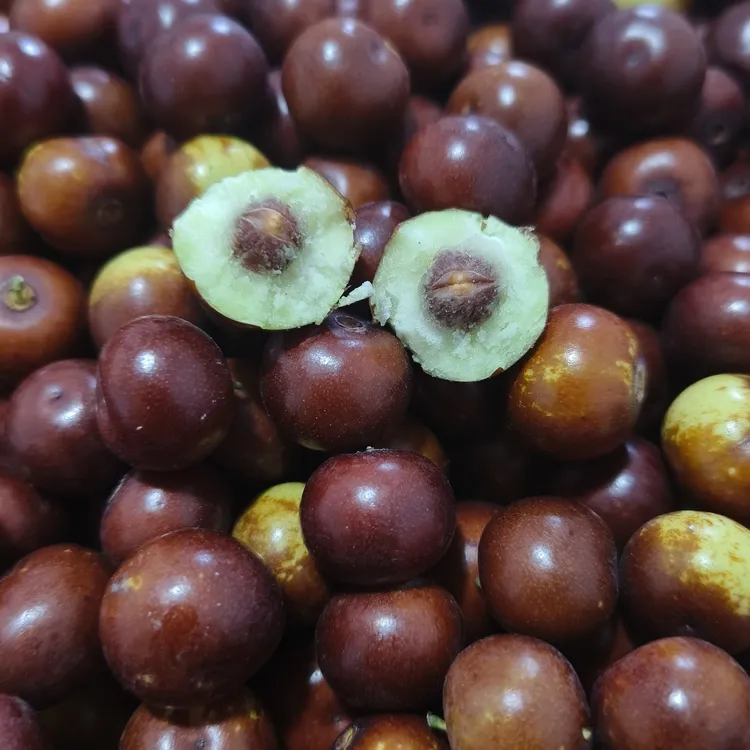 大酸枣好吃好玩。（矮装）（完美主义慎拍）