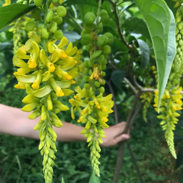 现挖黄花倒水莲苗观音串黄花大远志苗庭院花卉小盆景观赏植物包邮