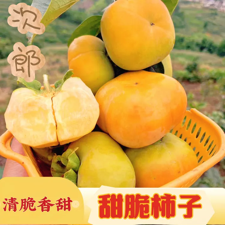 云南保山蒲缥新鲜次郎脆柿脆柿太秋脆柿产地现摘柿子巧克力现发