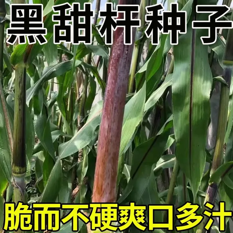 【黑甜杆种子】新鲜甜杆种子甜杆种子商品图