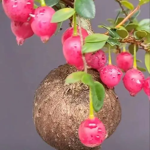 云南小叶红花五翅莓精品老桩树萝卜盆景盆栽