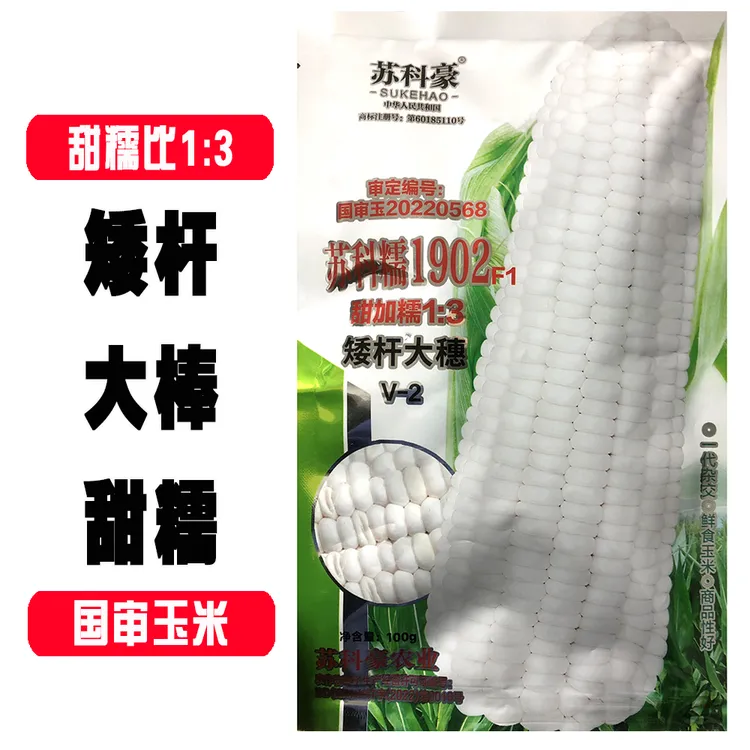苏科糯1902玉米种子国审矮杆大棒白甜糯玉米种子高产软糯香甜种籽