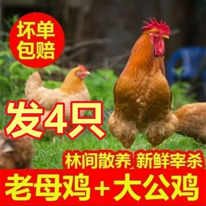 【三只老母鸡+一只公鸡】新鲜宰杀农家老母鸡大公鸡四只净重9-10斤