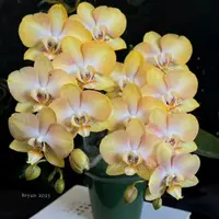 3个花剑 带香味【哈密瓜】蜡质花蝴蝶兰 花期6-7个月 