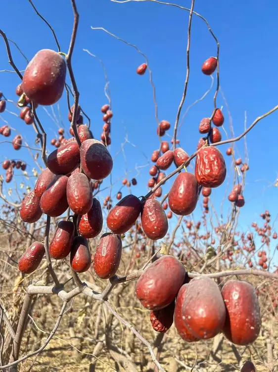 新疆和田大枣一级吊干枣无加工